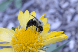 Bumble Bee!