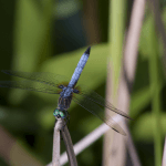 Dragonfly (1/2)