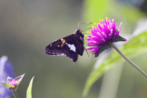 Butterfly / Moth? (4/4)