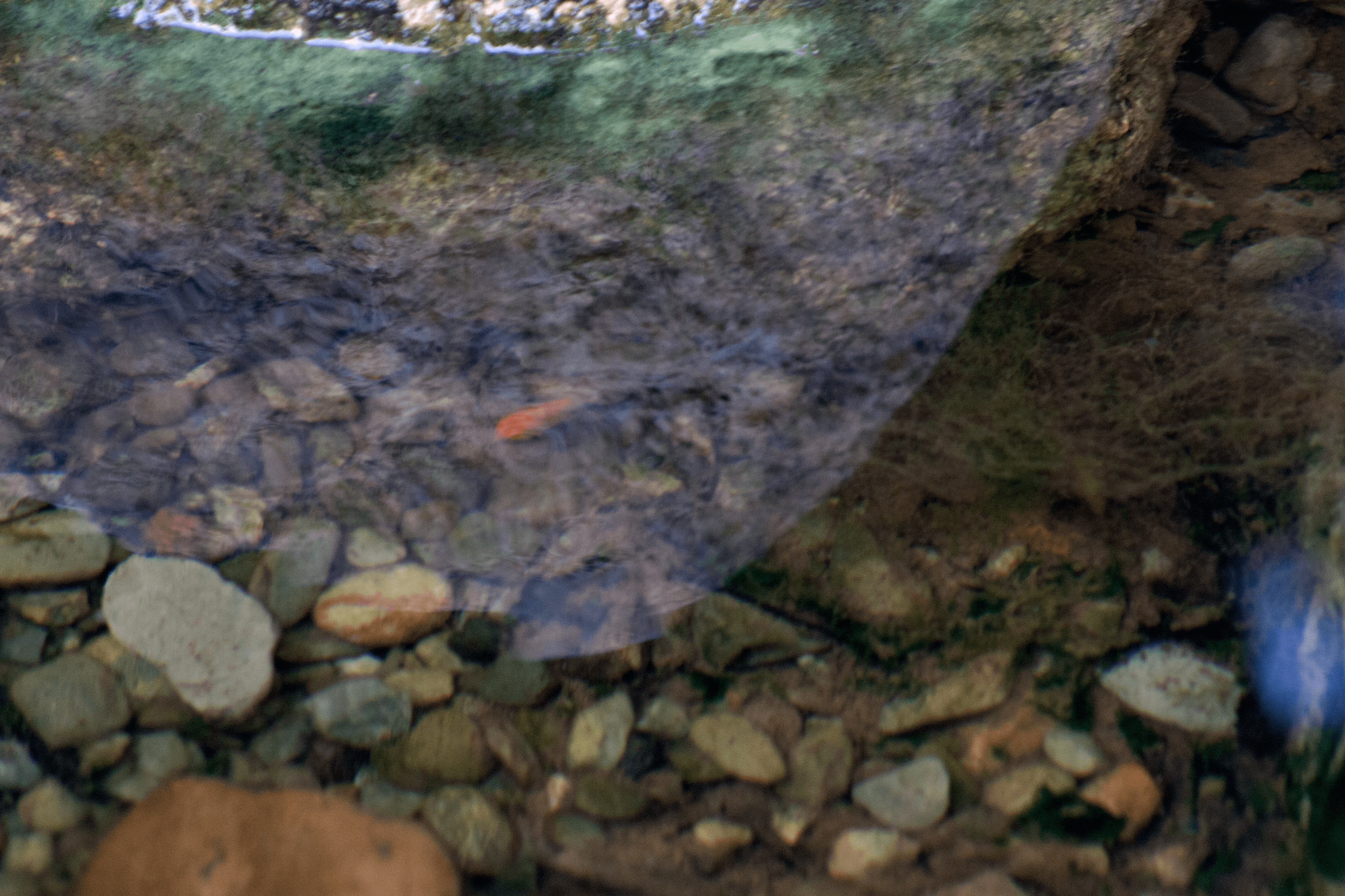 goldfish water change