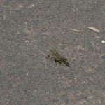Grasshopper 1/3
