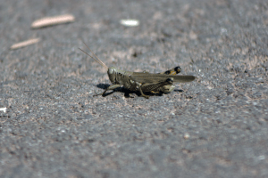 Grasshopper 3/3