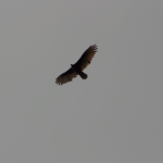 Unknown Bird 1 (1/2)