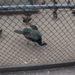 Peacock (1/2)