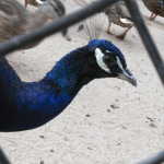 Peacock (2/2)