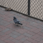 Pigeon (2/3)