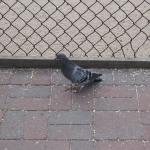 Pigeon (3/3)
