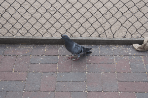 Pigeon (3/3)